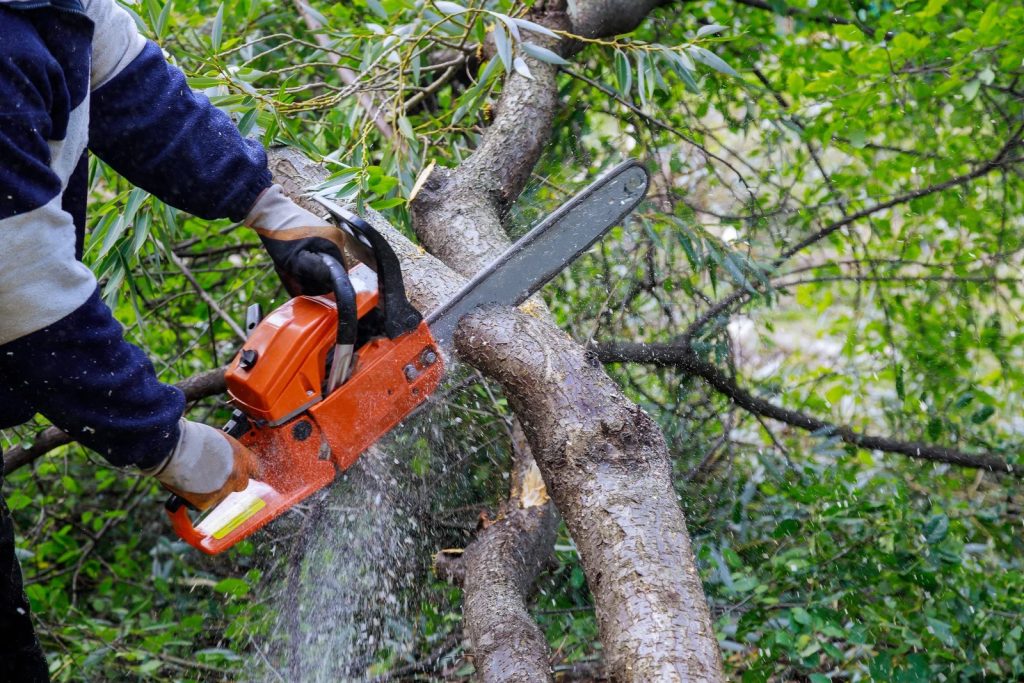 Tree Removal