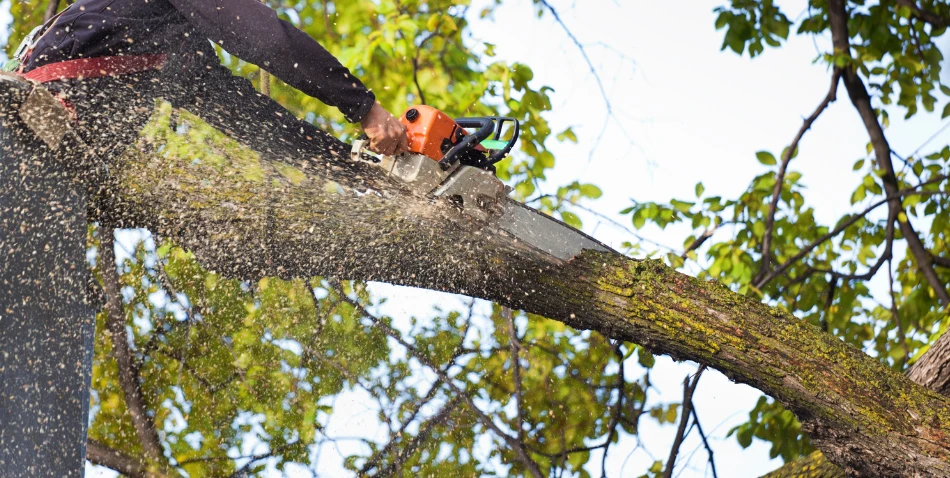 tree removal sp2 optimized